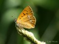 Morgenrood, Lycaena virgaureae